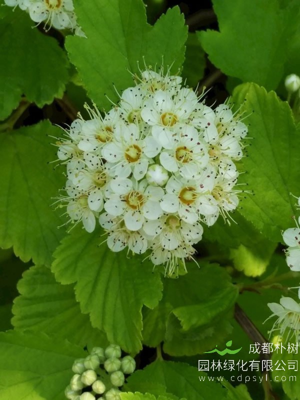 金叶风箱果报价