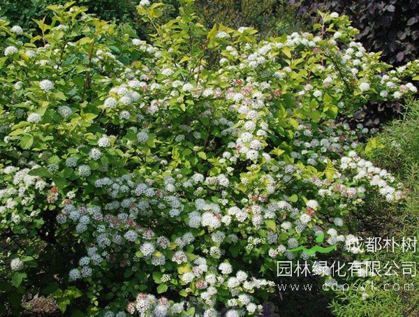 金叶风箱果报价