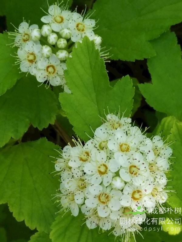 金叶风箱果报价