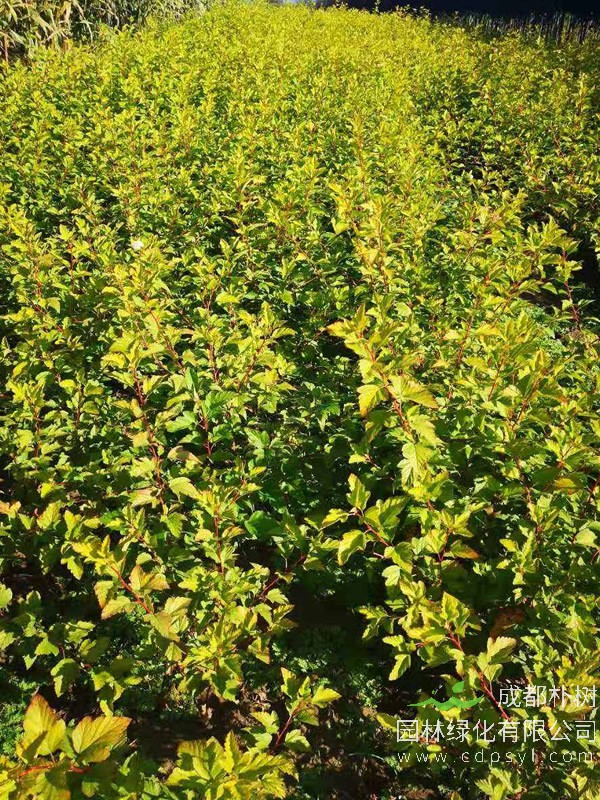 金叶风箱果报价