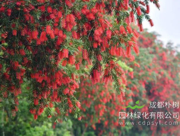 红千层图片-形态特征-生物学特性-生长习性-分布情况以及主要价值