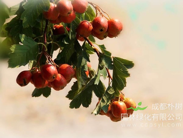 山楂树报价