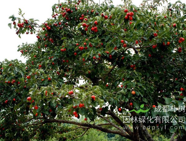 山楂树报价