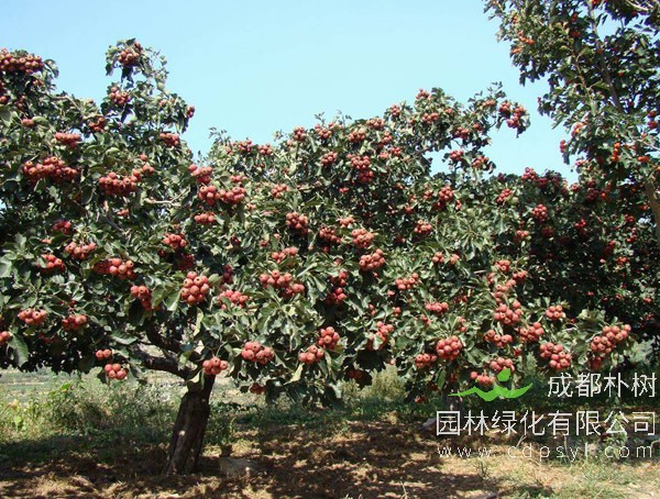 山楂树报价
