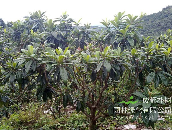 枇杷树报价