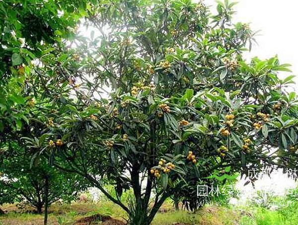 枇杷树报价