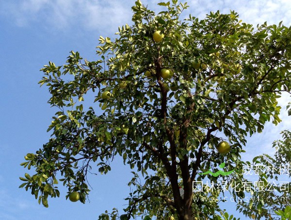 柚子树报价
