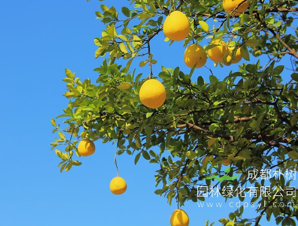 柚子树报价