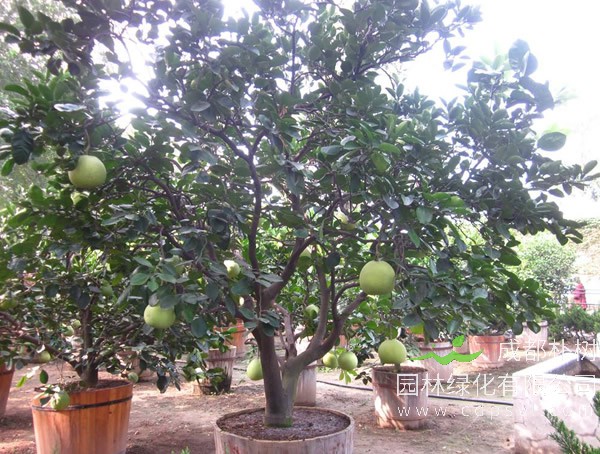 柚子树报价