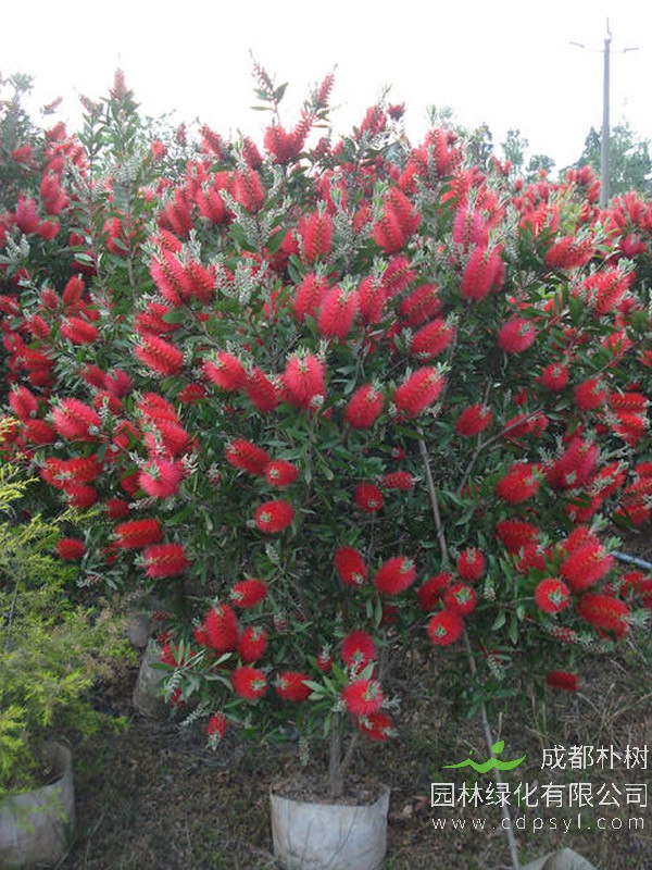 红千层北方可以种植吗？