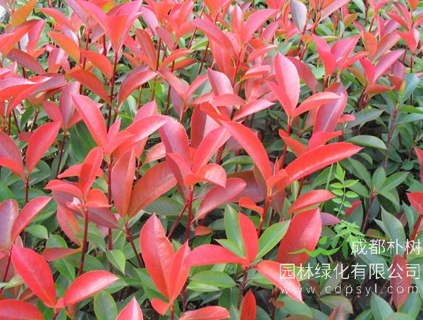 红叶石楠报价