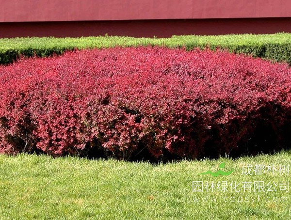 红叶小檗报价