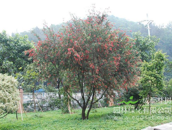 红千层图片-形态特征-生物学特性-生长习性-分布情况以及主要价值