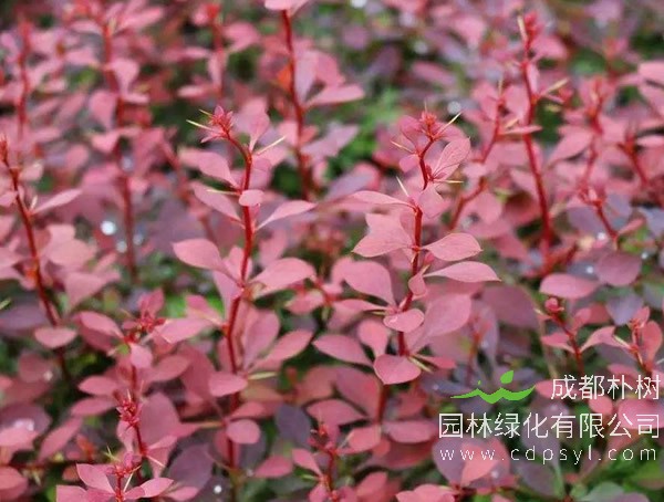 红叶小檗报价