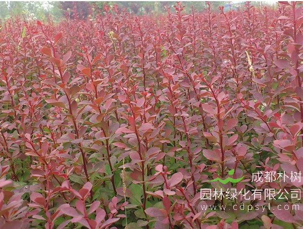 红叶小檗报价