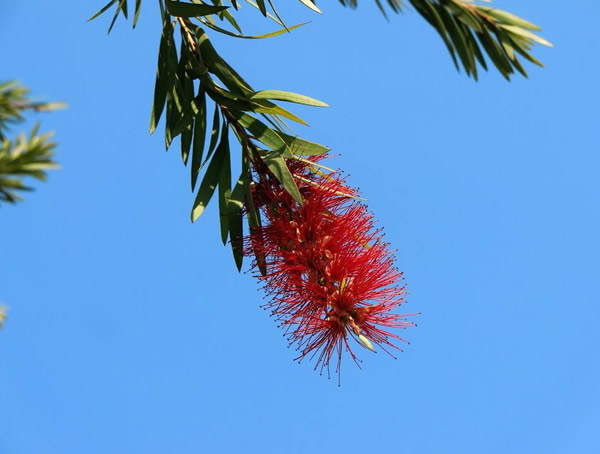 红千层图片-形态特征-生物学特性-生长习性-分布情况以及主要价值