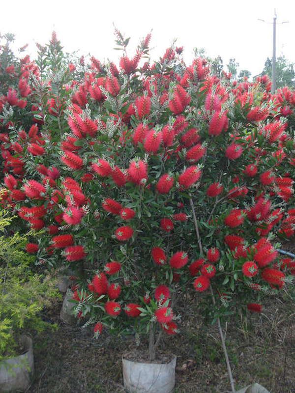 红千层北方可以种植吗？