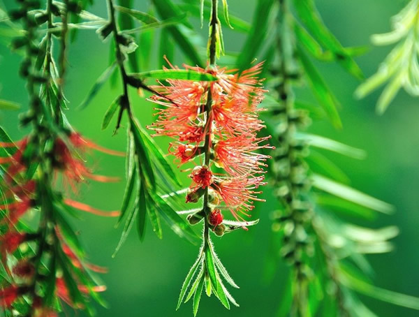 红千层的分布情况是怎么样的？