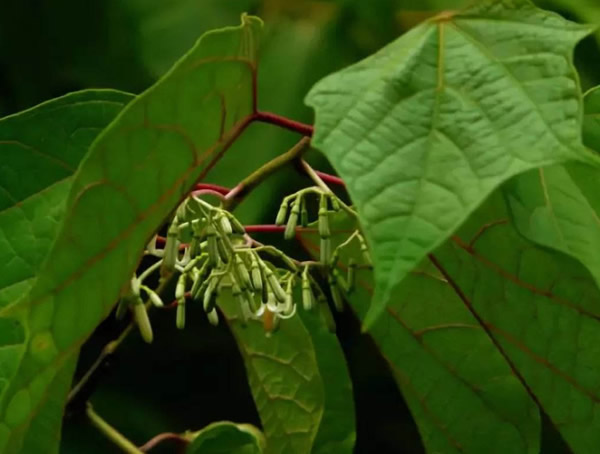 八角枫图片-形态特征-生长环境-分布范围以及主要价值