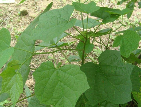 八角枫怎么种植？