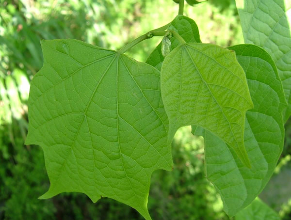 五角青枫和八角枫有什么区别？