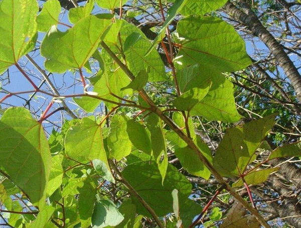 八角枫的产地分布在哪些地方？