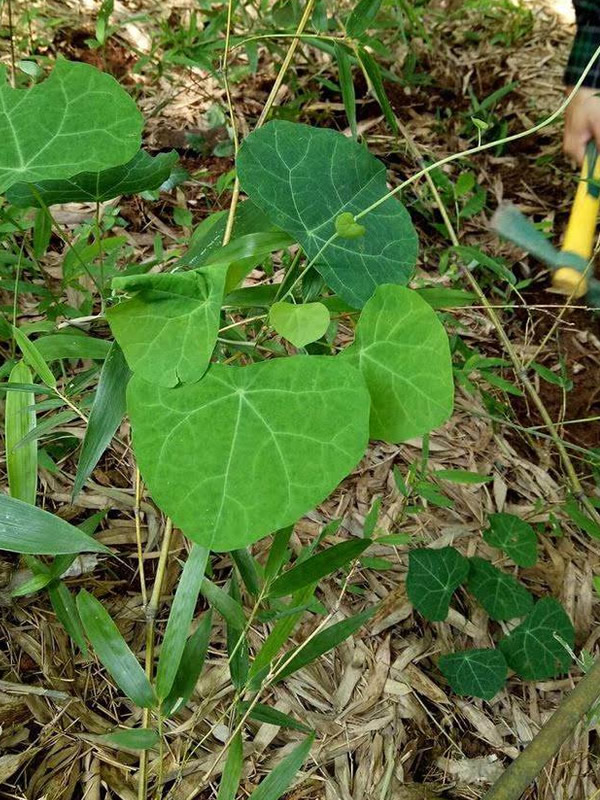 农村的八角枫有哪些作用与用途？
