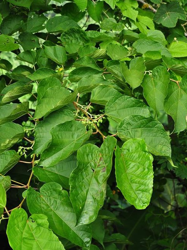 八角枫的叶子长什么样的呢？