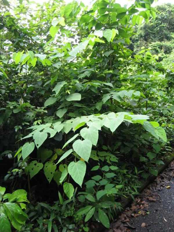 八角枫有多少种？长什么样子呢？