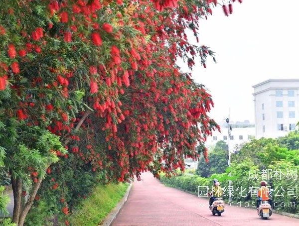 如何判断移栽的红千层是否成活？