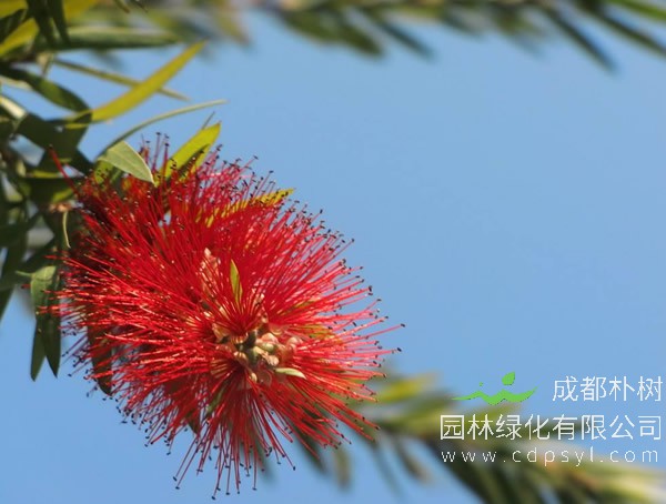 红千层是怎么繁殖的？