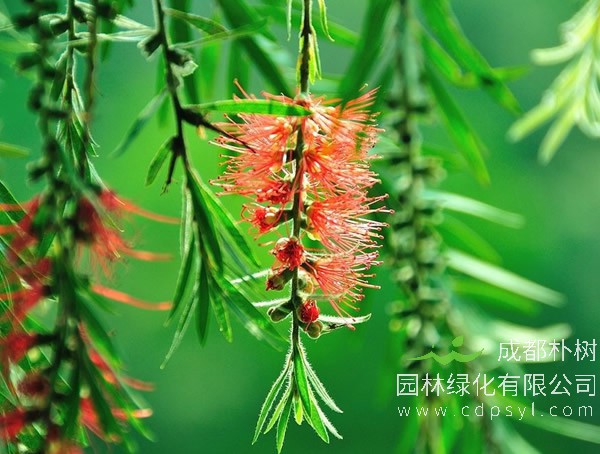 红千层的分布情况是怎么样的？