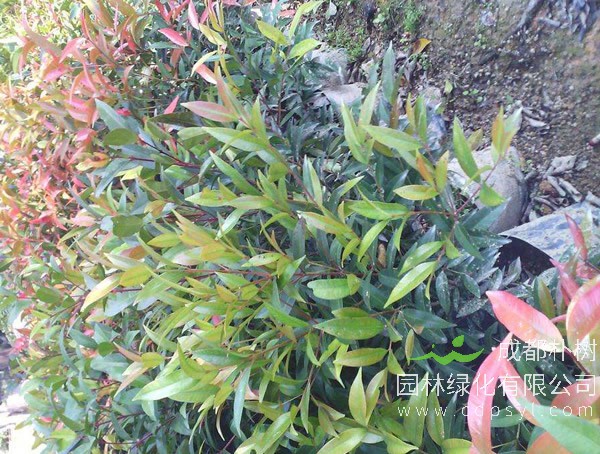 红枝蒲桃价格-最新红枝蒲桃报价多少钱-图片-批发-产地报价表