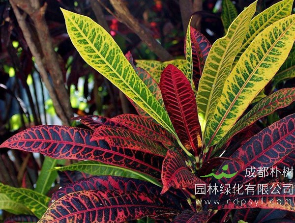 变叶木价格-最新变叶木报价多少钱-图片-批发-产地报价表