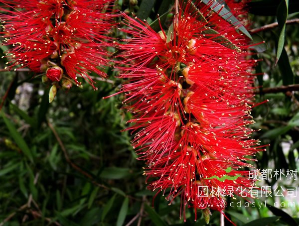 红千层盆景怎么剪枝？用什么土？什么时候换盆？