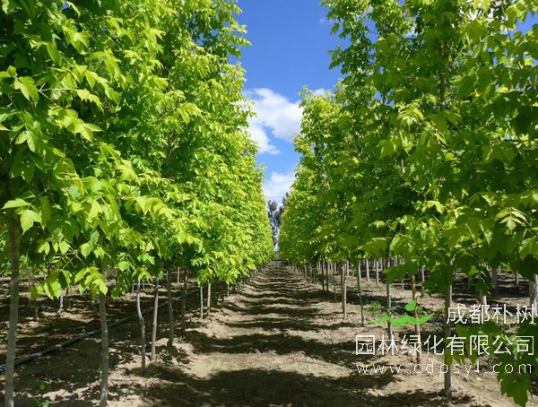 金叶复叶槭的种植前景怎么样？