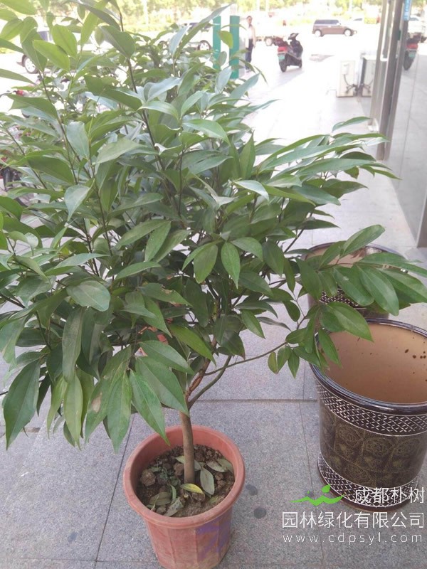 香叶树的图片-形态特征-生长习性-分布情况以及主要价值