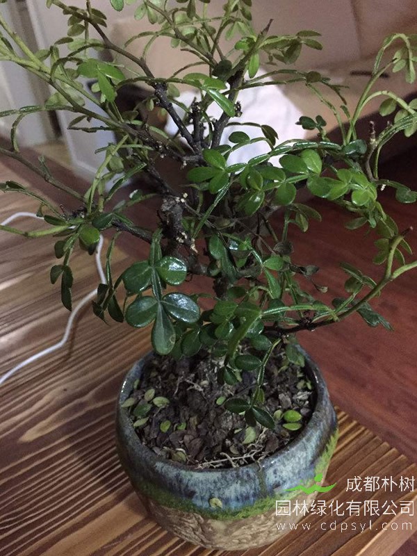 香叶树的图片-形态特征-生长习性-分布情况以及主要价值