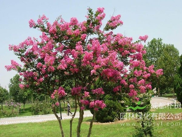 紫薇树报价