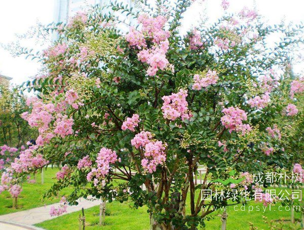 紫薇树报价