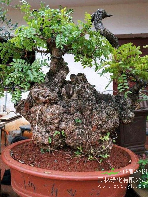 香叶树的图片-形态特征-生长习性-分布情况以及主要价值