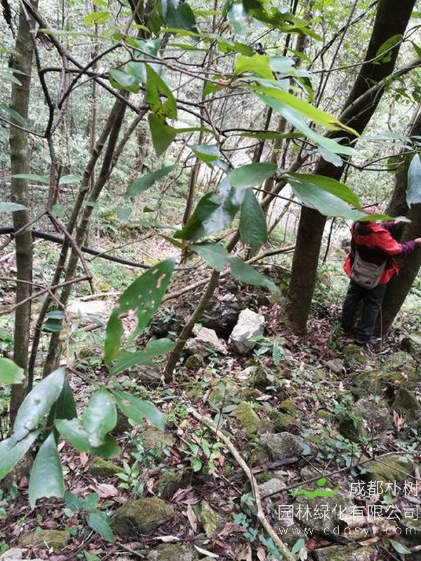 香叶树是不是保护的植物？
