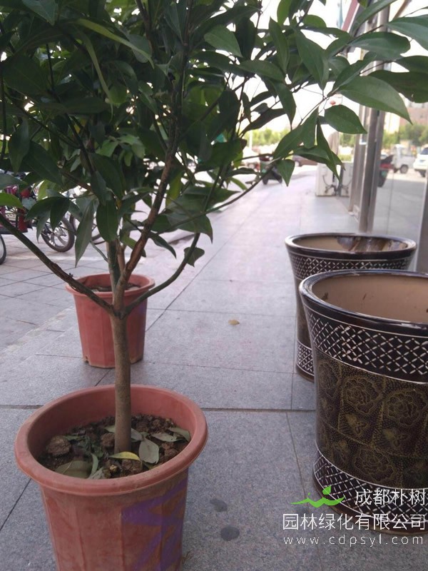 香叶树多少年才开花？