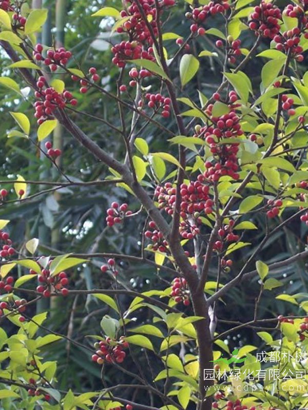 香叶树的主要价值有哪些？