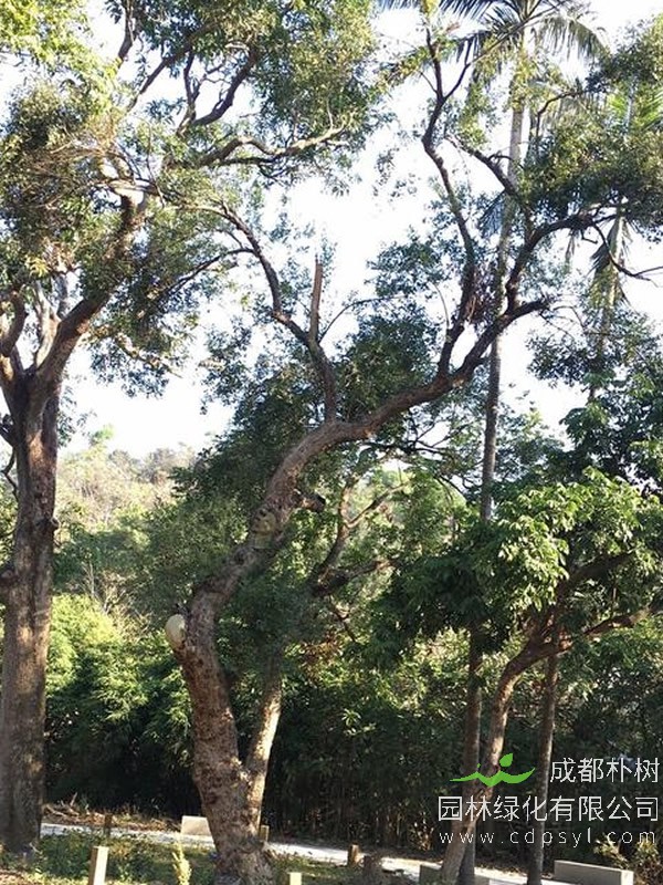 香叶树在北方能种吗？