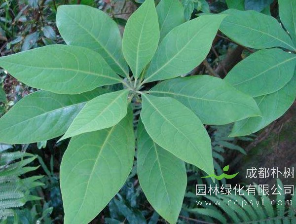 香叶树盆景怎么施肥？