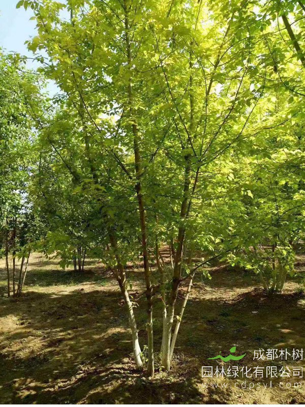 金叶复叶槭的图片-形态特征-生长环境-分布范围以及主要价值