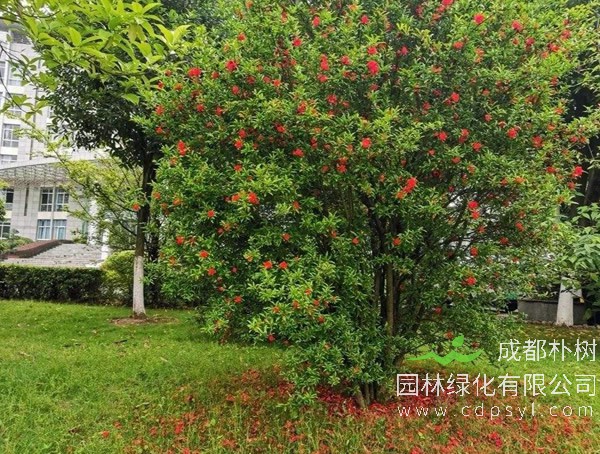 石榴树报价