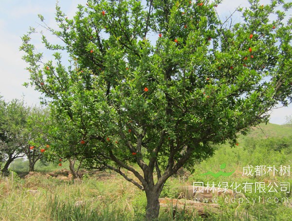 石榴树报价