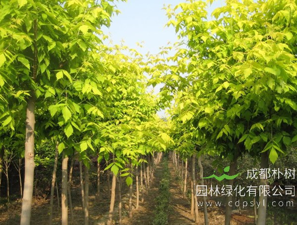 金叶复叶槭的图片-形态特征-生长环境-分布范围以及主要价值